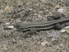 Microlophus quadrivittatus