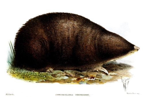Giant Golden Mole