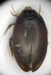Agabus bipustulatus