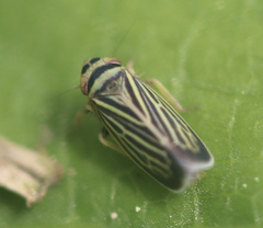 Amblysellus curtisii