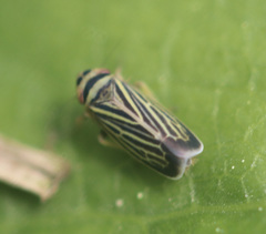 Amblysellus curtisii