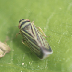 Amblysellus curtisii