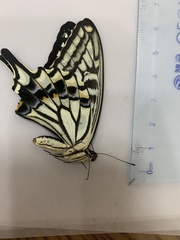Papilio xuthus