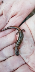 Plethodon websteri