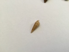 Terebridae