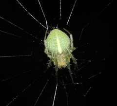 Araneus psittacinus