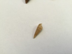 Terebridae