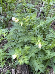 Polemonium carneum