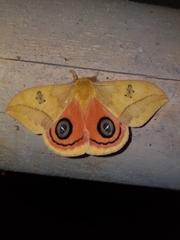 Automeris jucunda