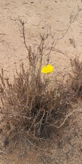 Balbisia peduncularis