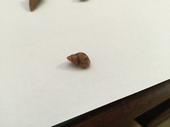 Phasianella solida