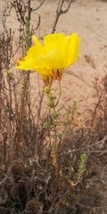 Balbisia peduncularis