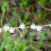 Smallflower Miterwort - Photo (c) mhays, some rights reserved (CC BY-NC), uploaded by mhays