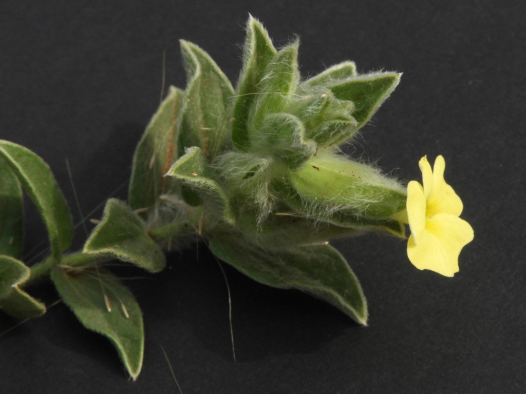 Thunbergia fischeri