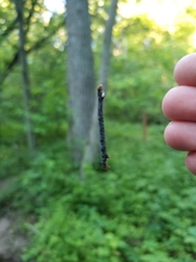 Campaea perlata
