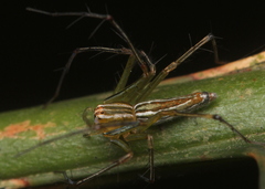 Oxyopes