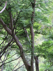 Conzattia multiflora