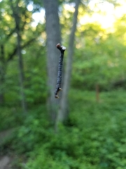Campaea perlata