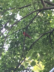 Cardinalis cardinalis