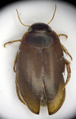 Agabus bipustulatus