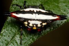 Gasteracantha geminata
