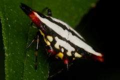 Gasteracantha geminata