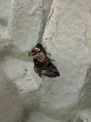 Abrostola tripartita