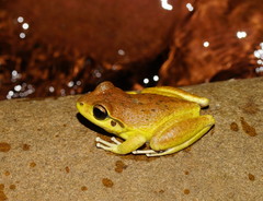 Ranoidea lesueuri