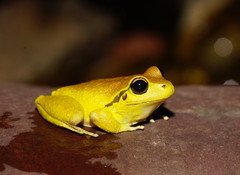 Ranoidea lesueuri