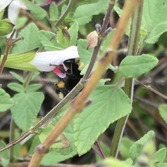 Bombus vosnesenskii