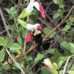 Bombus vosnesenskii