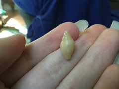 Mitridae