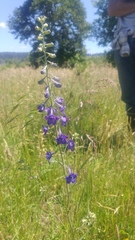 Delphinium nuttallii