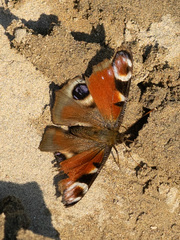 Aglais io