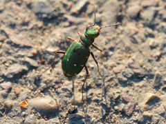 Cicindela campestris