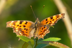 Polygonia c-album