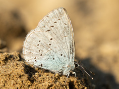 Celastrina argiolus