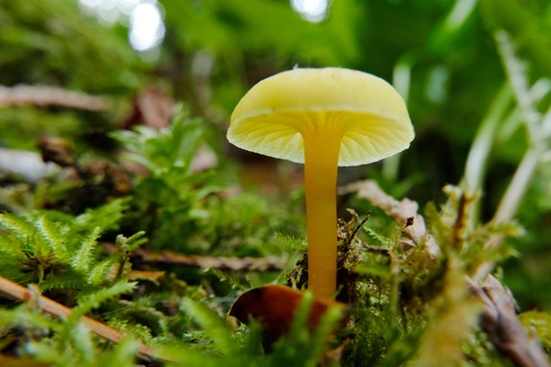 Hygrocybe parvula