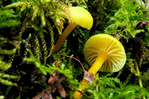 Hygrocybe parvula (Photo 2 of 2)