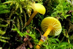 Hygrocybe parvula (Photo 2 of 2)