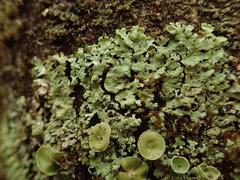 Notoparmelia subtestacea