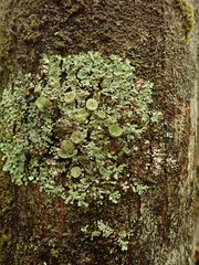 Notoparmelia subtestacea