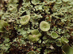 Notoparmelia subtestacea