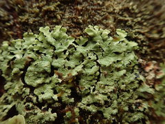 Notoparmelia subtestacea