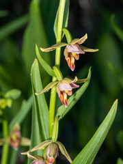 Epipactis gigantea