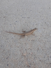 Sceloporus occidentalis