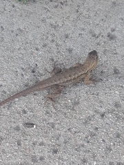 Sceloporus occidentalis
