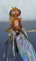 Psila