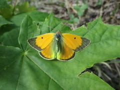 Colias myrmidone
