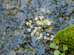 Micranthes idahoensis